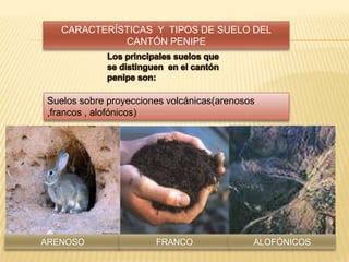 CARACTERÍSTICAS Y TIPOS DE SUELO DEL
CANTÓN PENIPE
Suelos sobre proyecciones volcánicas(arenosos
,francos , alofónicos)
ARENOSO FRANCO ALOFÓNICOS
 