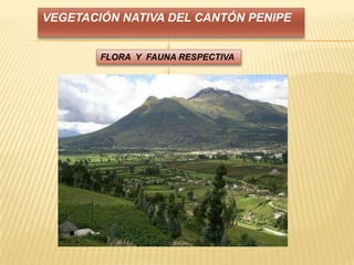 VEGETACIÓN NATIVA DEL CANTÓN PENIPE
FLORA Y FAUNA RESPECTIVA
 