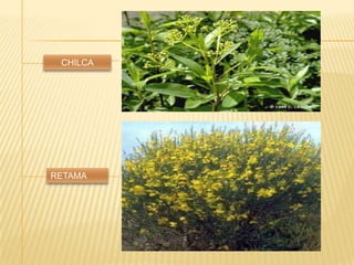 RETAMA
CHILCA
 