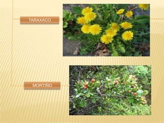 MORTIÑO
TARAXACO
 