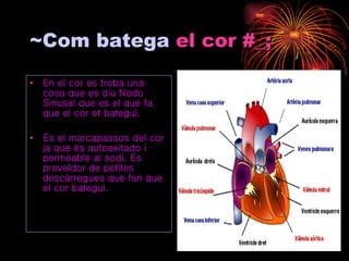 ~Com batega  el cor #_; En el cor es troba una cosa que es diu Nodo Sinusal que es el que fa que el cor et bategui.  És el marcapassos del cor ja que és autoexitado i permeable al sodi. Es  proveïdor de petites descàrregues que fan que el cor bategui.  