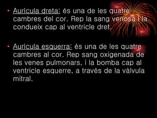Aurícula dreta:  és una de les quatre cambres del cor. Rep la sang venosa i la condueix cap al ventricle dret. Aurícula esquerra:  és una de les quatre cambres al cor. Rep sang oxigenada de les venes pulmonars, i la bomba cap al ventricle esquerre, a través de la vàlvula mitral. 