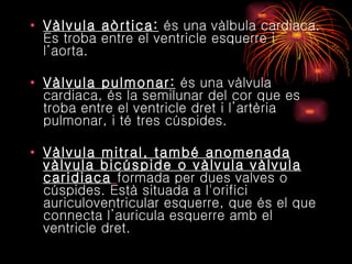 Vàlvula aòrtica:  és una vàlbula cardiaca. Es troba entre el ventricle esquerre i l‘aorta.  Vàlvula pulmonar:  és una vàlvula cardiaca, és la semilunar del cor que es troba entre el ventricle dret i l’artèria pulmonar, i té tres cúspides. Vàlvula mitral, també anomenada vàlvula bicúspide o vàlvula vàlvula caridiaca   formada per dues valves o cúspides. Està situada a l'orifici auriculoventricular esquerre, que és el que connecta l’auricula esquerre amb el ventricle dret. 