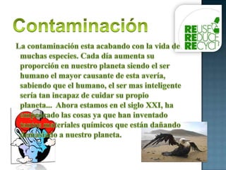 Contaminación La contaminación esta acabando con la vida de muchas especies. Cada día aumenta su proporción en nuestro planeta siendo el ser humano el mayor causante de esta avería, sabiendo que el humano, el ser mas inteligente sería tan incapaz de cuidar su propio planeta...  Ahora estamos en el siglo XXI, ha empeorado las cosas ya que han inventado tantos materiales químicos que están dañando demasiado a nuestro planeta.