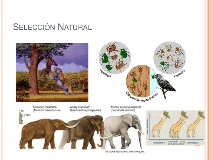 Trabajo ExtraClase de Biologia 2