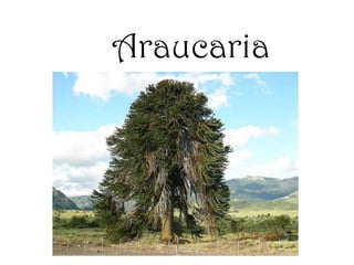 Araucaria 