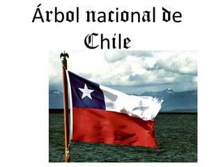 Árbol nacional de Chile