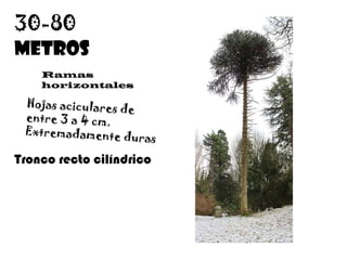 30-80metrosRamas horizontalesHojas aciculares de entre 3 a 4 cm. Extremadamente durasTronco recto cilíndrico