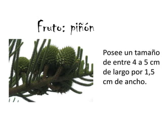 Fruto: piñónPosee un tamaño de entre 4 a 5 cm de largo por 1,5 cm de ancho.