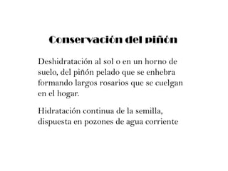 Se consumen cocidos, crudos y tostadoslas principales comidas con piñones son:ChavySopaipillasLocro