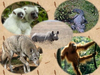 Presentación1.pptx elkin