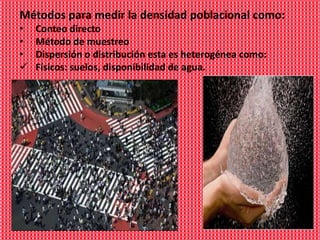 Métodos para medir la densidad poblacional como:
•   Conteo directo
•   Método de muestreo
•   Dispersión o distribución esta es heterogénea como:
   Físicos: suelos, disponibilidad de agua.
 