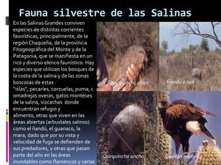 Fauna silvestre de las Salinas
En las Salinas Grandes conviven
especies de distintas corrientes
faunísticas, principalmente, de la
región Chaqueña, de la provincia
Fitogeográfica del Monte y de la
Patagonia, que se manifiesta en un
rico y diverso elenco faunístico. Hay
especies que utilizan los bosques de
la costa de la salina y de las zonas
boscosas de estas                         Quirquincho chico   Ñandú o surí
“islas”, pecaríes, corzuelas, puma, c
omadrejas overas, gatos monteses
de la salina, vizcachas donde
encuentran refugio y
alimento, otras que viven en las
áreas abiertas (arbustales salinos)
como el ñandú, el guanaco, la
mara, dado que por su vista y
velocidad de fuga se defienden de
sus predadores, y otras que pasan
parte del año en las áreas              Quirquincho ancho     Gavilán mixto
inundables como flamencos y varias
 