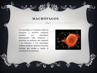 M A C R Ó FA G O S .


Un macrófago es la primera célula en
reconocer y envolver sustancias
extrañas.        Los         macrófagos
descomponen estas sustancias y
presentan las proteínas más pequeñas
a los linfocitos T. Los macrófagos
también producen sustancias llamadas
citosinas que ayudan a regular la
actividad de los linfocitos.
 