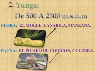 2.Yunga:De 500 A 2300 m.s.n.mFLORA:  EL MOLLE, LA SÁBILA, MANZANA.FAUNA:  EL PICAFLOR, GORRION, CULEBRA.