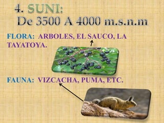 4.SUNI:De 3500 A 4000 m.s.n.mFLORA:  ARBOLES, EL SAUCO, LA TAYATOYA.FAUNA:  VIZCACHA, PUMA, ETC.