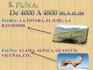 5.PUNA:De 4000 A 4800 m.s.n.mFLORA:  LA TOTORA, EL ICHU, LA RAYMONDI.FAUNA:  LLAMA, ALPACA, GUANUCO, VICUÑAS, ETC.