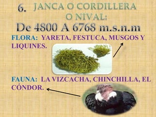 6.JANCA O CORDILLERA O NIVAL:De 4800 A 6768 m.s.n.mFLORA:  YARETA, FESTUCA, MUSGOS Y LIQUINES.FAUNA:  LA VIZCACHA, CHINCHILLA, EL CÓNDOR.