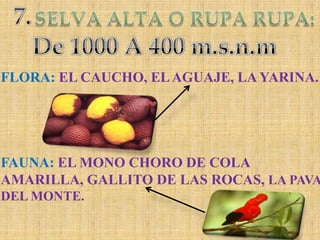 7.SELVA ALTA O RUPA RUPA:De 1000 A 400 m.s.n.mFLORA: EL CAUCHO, EL AGUAJE, LA YARINA.FAUNA: EL MONO CHORO DE COLA AMARILLA, GALLITO DE LAS ROCAS, LA PAVA DEL MONTE.