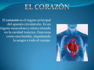 El corazón es el órgano principal
     del aparato circulatorio. Es un
órgano musculoso y cónico situado
   en la cavidad torácica. Funciona
    como una bomba, impulsando
          la sangre a todo el cuerpo.
 