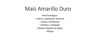 Maíz Amarillo Duro
Nivel tecnológico
• Cultivo y preparación de tierras
• Suelos y fertilizantes
• Híbridos y variedades
• Manejo integrado de plagas
• Riegos
 