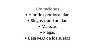 Limitaciones
• Híbridos por localidad
• Riegos-oportunidad
• Malezas
• Plagas
• Baja M.O de los suelos
 