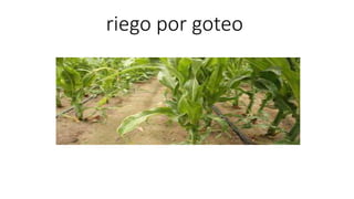 riego por goteo
 