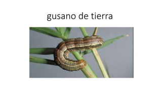 gusano de tierra
 