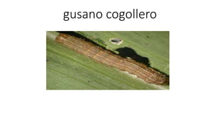 gusano cogollero
 