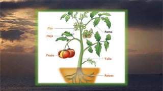 LAS PARTES DE LA PLANTA