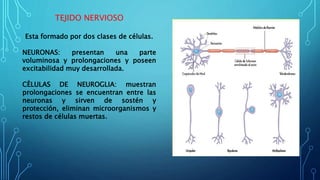 TEJIDO NERVIOSO
Esta formado por dos clases de células.
NEURONAS: presentan una parte
voluminosa y prolongaciones y poseen
excitabilidad muy desarrollada.
CÈLULAS DE NEUROGLIA: muestran
prolongaciones se encuentran entre las
neuronas y sirven de sostén y
protección, eliminan microorganismos y
restos de células muertas.
 