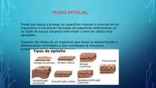 TEJIDO EPITELIAL
Tejido que tapiza y protege las superficies internas o externas de los
organismos o estructuras derivadas de superficies embrionarias; es
un tejido de escasa sustancia intercelular y tiene las células muy
agrupadas.
Conjunto de células de un organismo que tienen la misma función y
diferenciación morfológica y que constituyen la estructura
fundamental de los diferentes órganos
 
