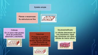 Epitelio simple
Cúbicas
Es un poco más grueso
sirve de protección,
absorción y secreción.
Calumnar
Protege la superficie
húmeda del cuerpo,
reviste algunas glándulas
y las funciones de
secreción y absorción.
Seudoestratificado
La células descansan en
una membrana, basal
hay cilíndricas con cilios y
células de menor altura.
Planas o escamosas
Su estructura es fina
 
