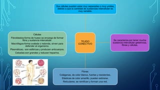 TEJIDO
CONECTIVO
Sus células pueden estar muy separadas o muy unidas,
debido a que la cantidad de sustancias intercelular es
muy variable.
Se caracteriza por tener mucha
sustancia intercelular gelatinosa,
fibras y células.
Fibras:
Colágenas, de color blanco, fuertes y resistentes.
Elásticas de color amarillo, pueden estirarse.
Reticulares, se ramifican y forman una red.
Células
Fibroblastos-forma de hueso se encarga de formar
fibra y sustancia intercelular.
Macrófagos-forma ovalada o redonda, sirven para
defender al organismo.
Plasmáticas,- son esféricas y producen anticuerpos.
Cebadas-son grandes y reducen heparina.
 