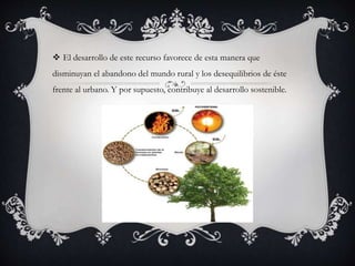  El desarrollo de este recurso favorece de esta manera que
disminuyan el abandono del mundo rural y los desequilibrios de éste
frente al urbano. Y por supuesto, contribuye al desarrollo sostenible.
 