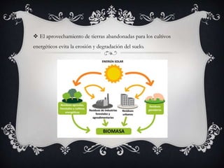  El aprovechamiento de tierras abandonadas para los cultivos
energéticos evita la erosión y degradación del suelo.
 