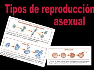 Tipos de reproducción  asexual 