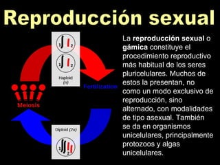 Reproducción sexual La  reproducción sexual  o  gámica  constituye el procedimiento reproductivo más habitual de los seres pluricelulares. Muchos de estos la presentan, no como un modo exclusivo de reproducción, sino alternado, con modalidades de tipo asexual. También se da en organismos unicelulares, principalmente protozoos y algas unicelulares.   