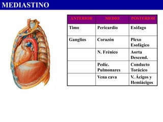 MEDIASTINO
             ANTERIOR      MEDIO     POSTERIOR

             Timo       Pericardio   Esófago

             Ganglios   Corazón      Plexo
                                     Esofágico
                        N. Frénico   Aorta
                                     Descend.
                        Pedíc.       Conducto
                        Pulmonares   Torácico
                        Vena cava    V. Ácigos y
                                     Hemiácigos
 