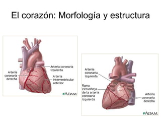 El corazón: Morfología y estructura
 