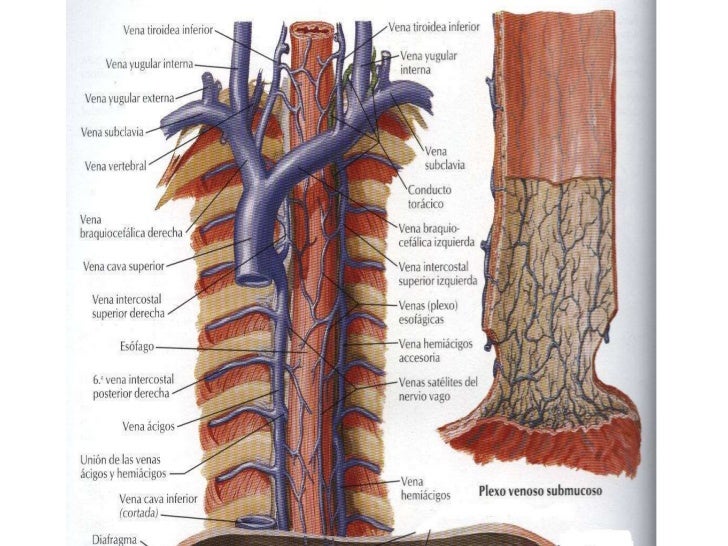 Las trombosis y emboliya mezenterialnyh de los vasos la etiología y la patogenía