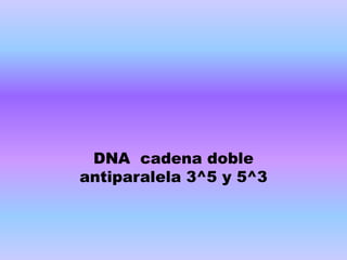 ADN Molécula bicatenaria   Dos cadenas antiparalelas  Bases nitrogenadas enfrentadas 
