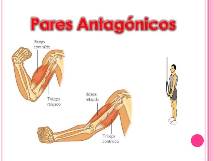 Musculos Agonistas E Antagonistas Do Ombro