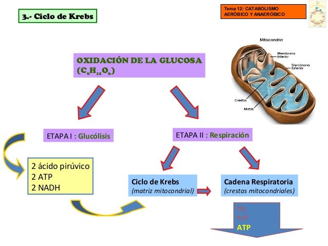 Ciclo De Krebs Aerobio O Anaerobio