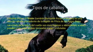 Tipos de caballos
Caballos frisian: El frisón (también llamados frisian o friesian) es una
raza de caballo procedente de la región de Frisia de los Países Bajos
Las crines de la cola y del cuello son muy espesas y abundantes, a veces
pueden o no estar ambas trenzadas o algo onduladas
 