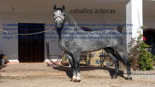 caballos aztecas
El caballo Azteca es una raza equina mexicana obtenida por la combinación de tres
diferentes linajes, incluidos el caballo ibérico de sangre, especialmente
de Andalucía y el caballo lusitano, el American Quarter Horse y el caballo criollo de
sangre. Combinaciones específicas de estas tres razas compusieron la raza.
 