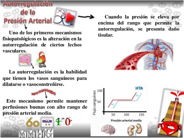 Autorregulación de la Tensión Arterial Autorregulación de la Tensión Arterial