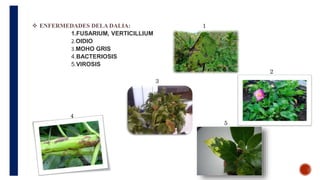  ENFERMEDADES DELA DALIA:
1.FUSARIUM, VERTICILLIUM
OIDIO
MOHO GRIS
4.BACTERIOSIS
5.VIROSIS
1
2
3
4
5
 