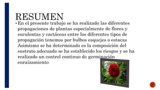 En el presente trabajo se ha realizado las diferentes
propagaciones de plantas especialmente de flores y
suculentas y cactáceas entre los diferentes tipos de
propagación tenemos por bulbos esquejes o estacas
Asimismo se ha determinado es la composición del
sustrato adecuado se ha establecido los riesgos y se ha
realizado un control continuo de germinación
enraizamiento
 
