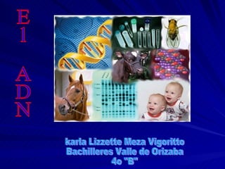 El ADN karla Lizzette Meza Vigoritto Bachilleres Valle de Orizaba 4o &quot;B&quot; 